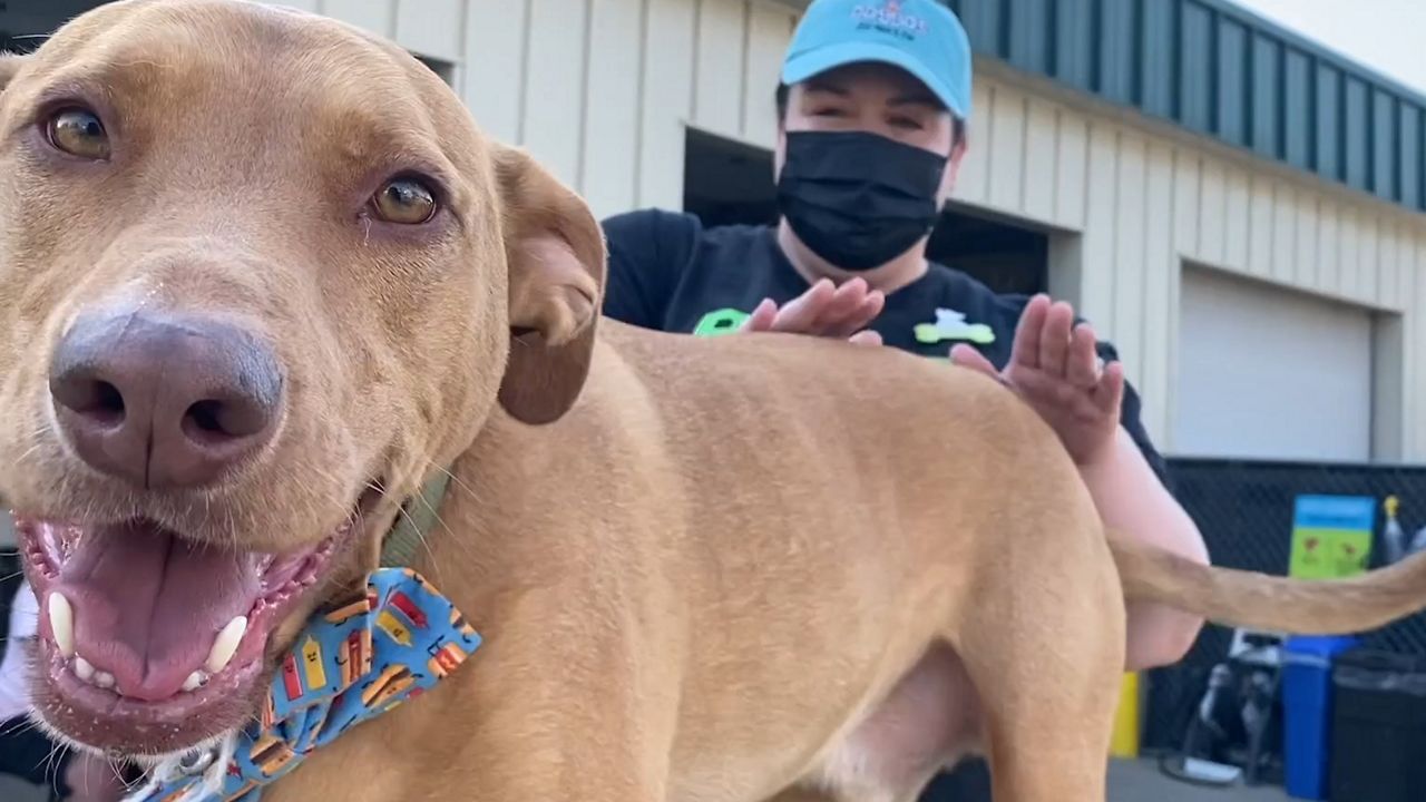 madison wisconsin dog park and bar the boneyard